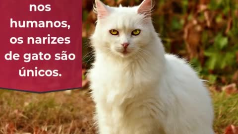 60CURIOSIDADES SOBRE GATOS QUE VOCÊ NÃO SABIA VI #SHORTS