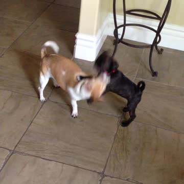 Old dog meeting new puppy for the first time