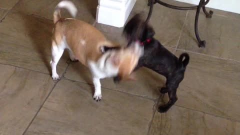 Old dog meeting new puppy for the first time