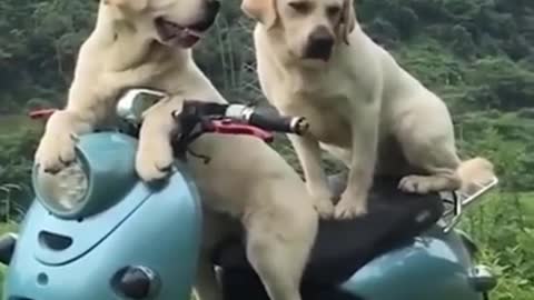 funny dog video