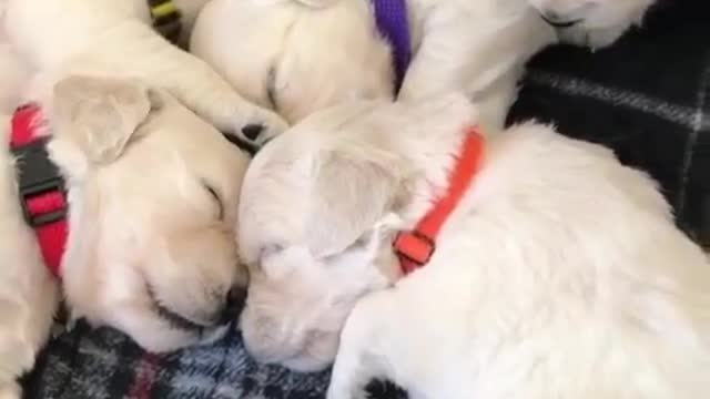 A group of dogs are sleeping