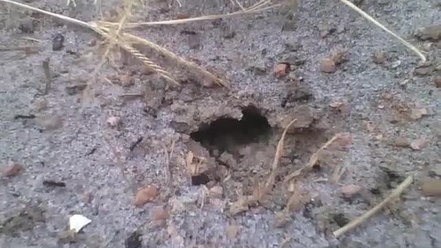 Pequeno buraco de formigas no chão, elas não param de entrar e sair [Nature & Animals]
