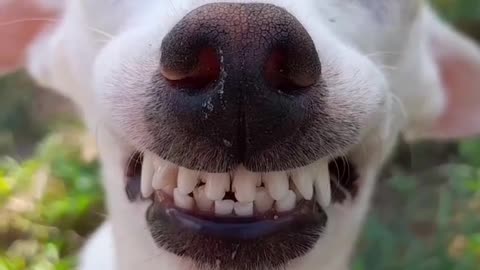 Dog Smile