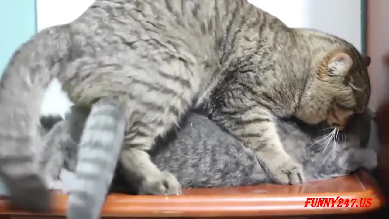 British shorthair kittens