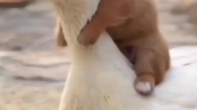 So cute dog baby and duck video|