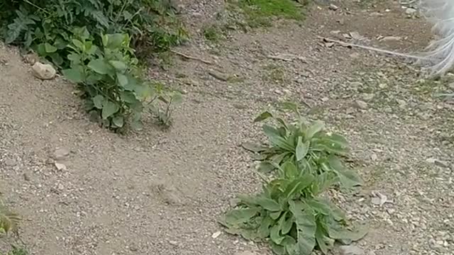 peacock chicken hybrid video