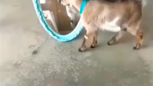 #shorts Funny animals videos, animals funny videos #funnyanimals #animalsfunny #animalshorts