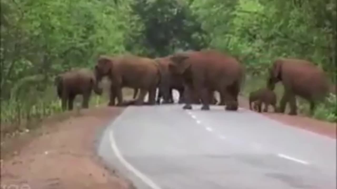 Viral | Grieving Elephant Mother's Heartbreaking Farewell to Her Baby