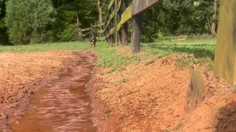 Australian Cattle Dog Loves Water