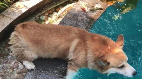 Corgi Gets High Centered Trying to Get Into Pool