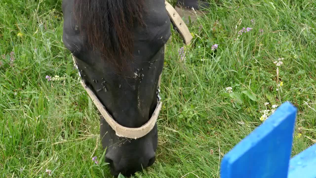 Footage of a horse on a meadow, he is being disturbed by flies while eating grass on the field