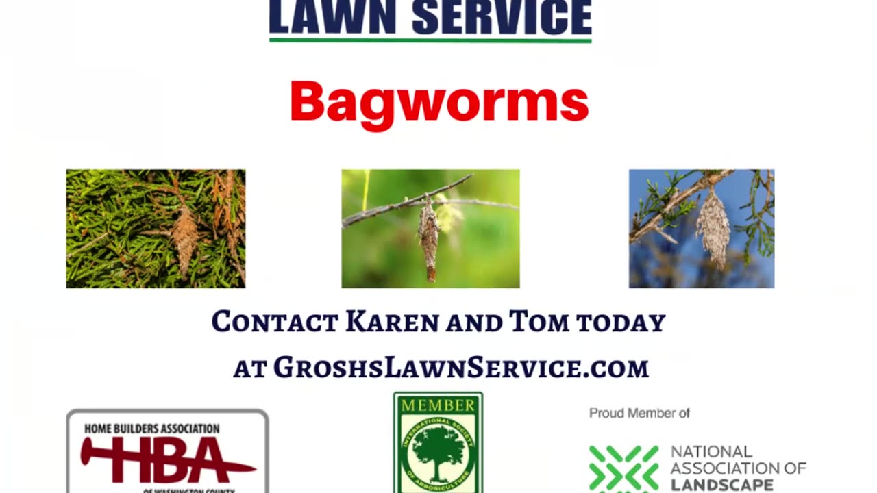 Bagworms Spring Mills Martinsburg West Virginia Tree Shrub Care