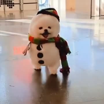 Cute puppy look like snow man