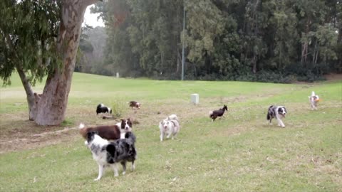 videos of animals playing