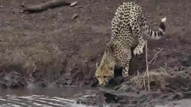 Crocodile jumps up and drags the hunting leopard's neck into the water