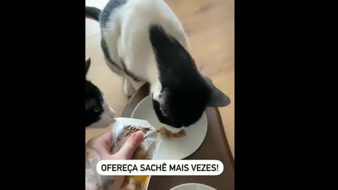 DICAS DE COMO ALIVIAR O CALOR DO SEU GATINHO!😽🙀