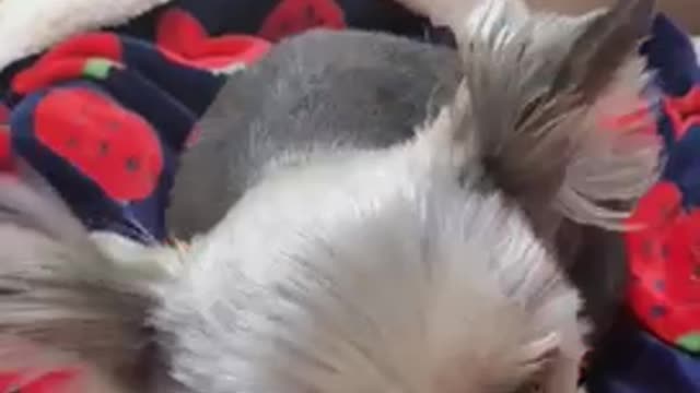 A dog who is too hungry looks at him for a snack