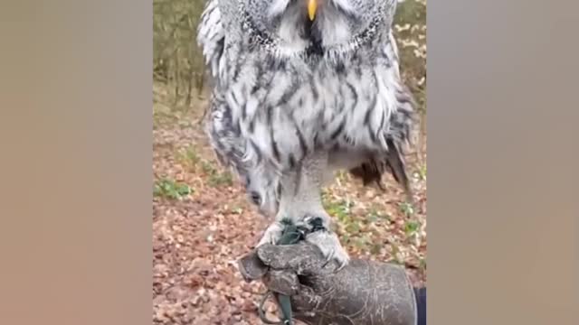 Bird talk every thing