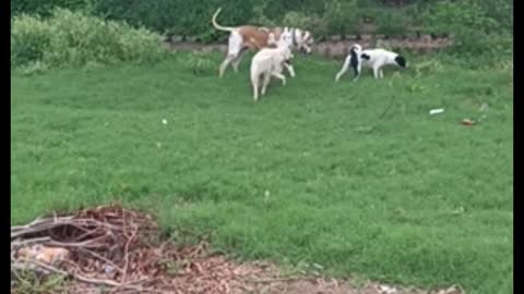 My dogs found something in park they are so excited for this