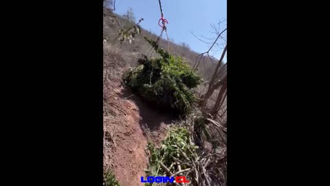 PDI Quillota incauta mil plantas de marihuana