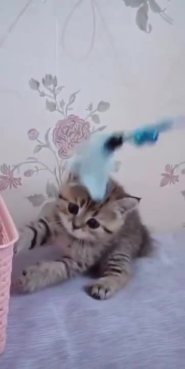 FUNNY CAT VIDEOS !!!!!