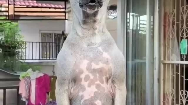 A dog that listens carefully to its owner's quarrel