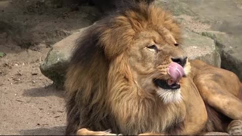 The lion rests in the forest.