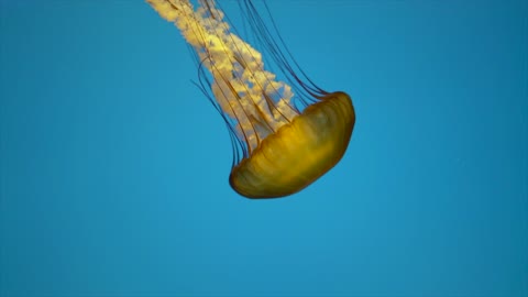 rare kind of jellyfish