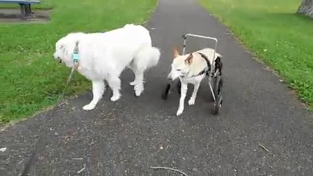 El drama de la perrita Lunita, encontrada con su silla de ruedas abandonada en plena calle