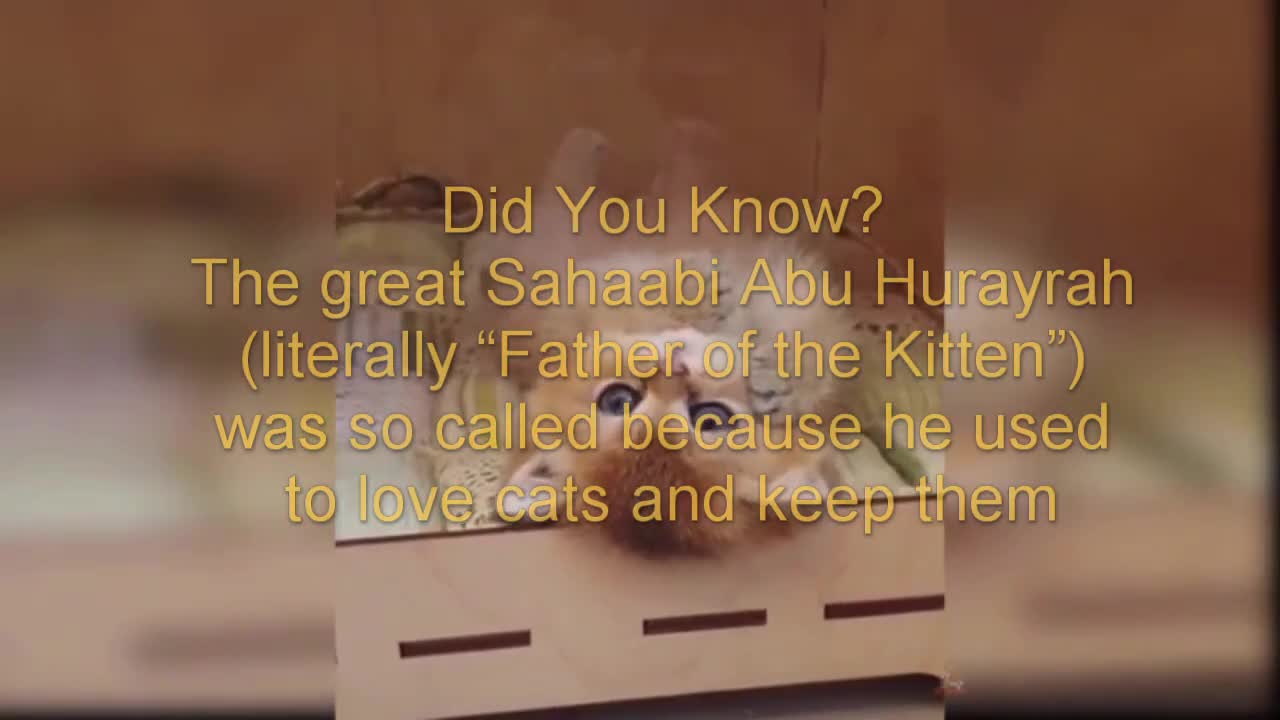 Cat video funny video interesting 🤔