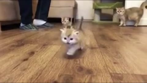 kitten race