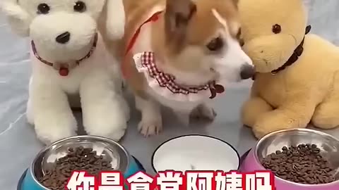 Funy video