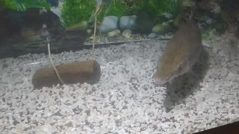 Crocodile fish in aquarium or sea crocodile fish.