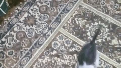 The little cat jumps on the chair on its owner and plays at home in comedy situations and jokes