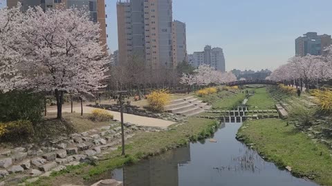 Spring, Flower, Korea at Seoul