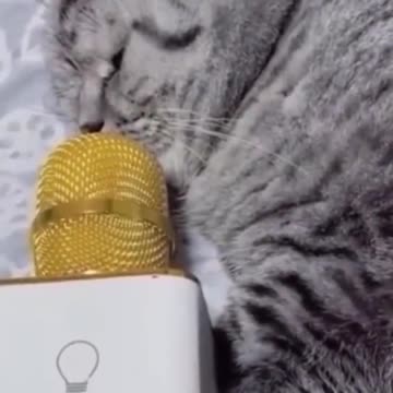 Cat adorable sound in mike
