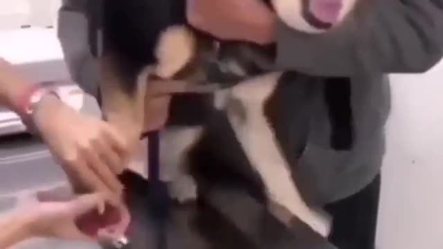 Dog nails cutting and safe but dog not satisfied