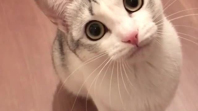 Cute kitty, seems to have a lot of problems?