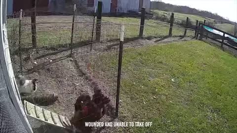 Rooster Shows The Eagle Who’s The Boss