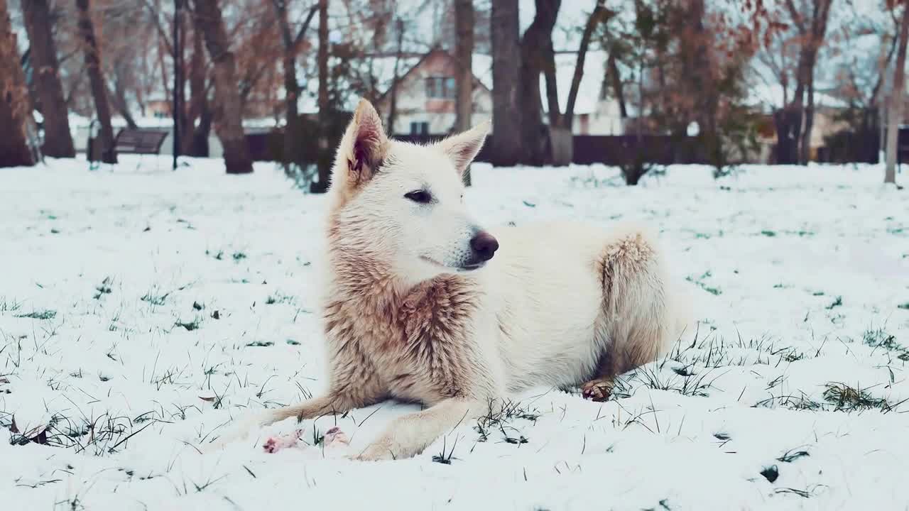 Homeless white dogs on a snowy Street in Winter. Street dogs or homeless dogs