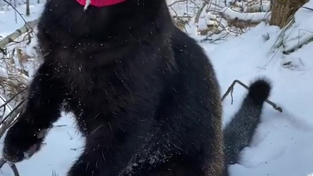 A black cat enjoying on ice