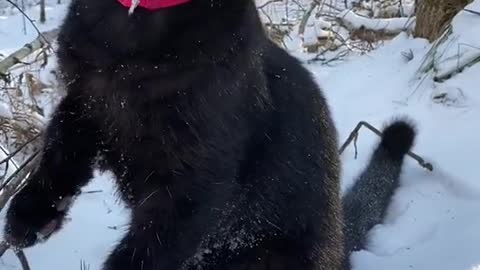 A black cat enjoying on ice