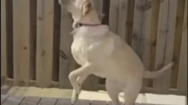 Silly pup tries so hard to catch a buzzing bee