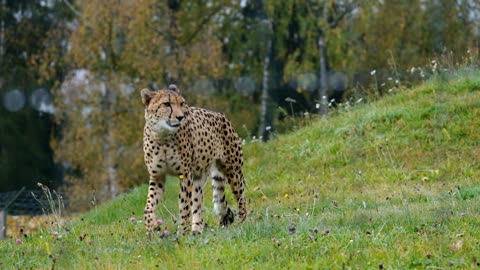 The most beautiful cheetahs