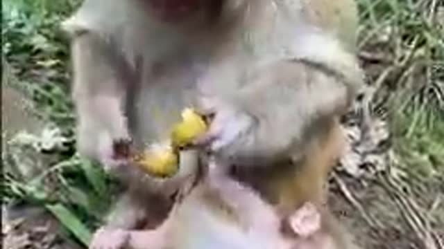 Twin Monkey Babies Derived From Monkey Stealing