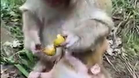 Twin Monkey Babies Derived From Monkey Stealing