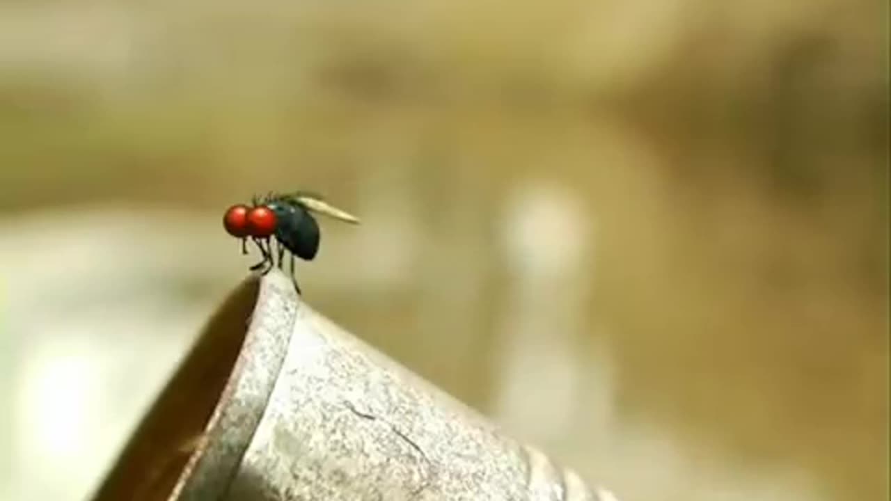 Fly and a spider short film