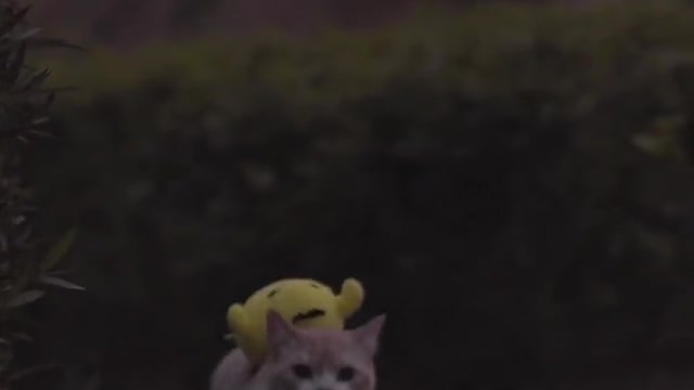 Kitty carrying a bag walking on the street