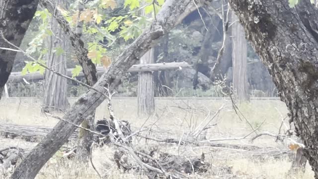 Bobcat In Yosemite