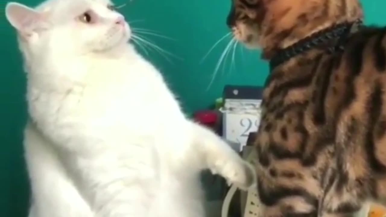 funny animals video